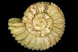 Fossil Ammonite (Pavlovia) - Russia #104581-1